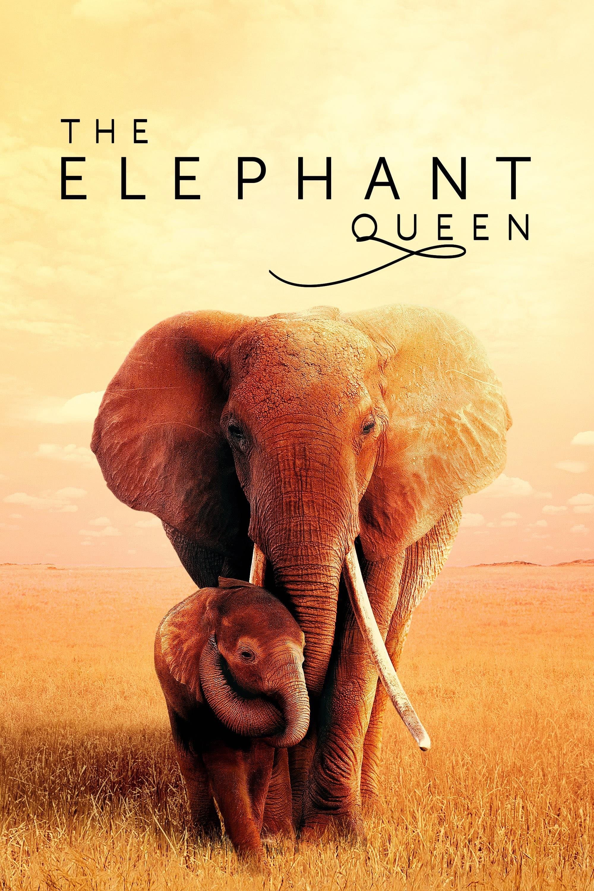 The Elephant Queen