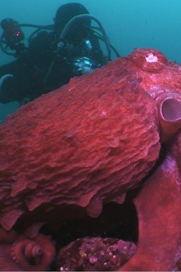 Animal Instincts - When Monsters Call - The Bizarre Water-World of Noto Peninsula, Japan