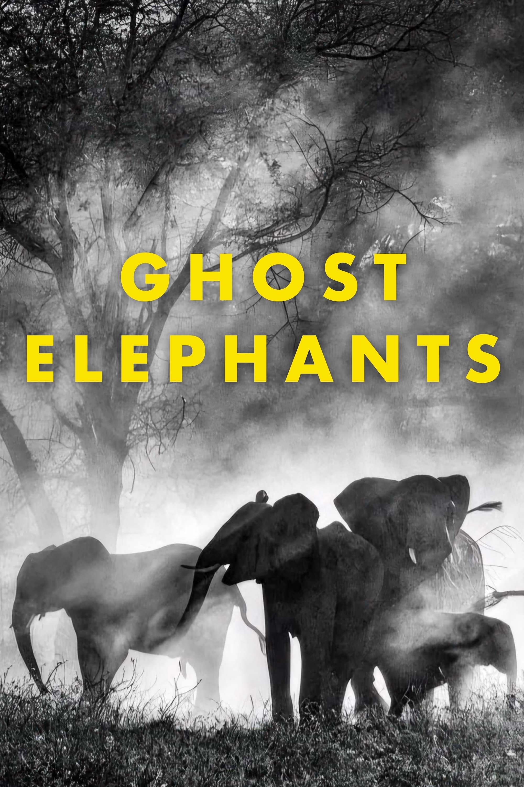 Ghost Elephants