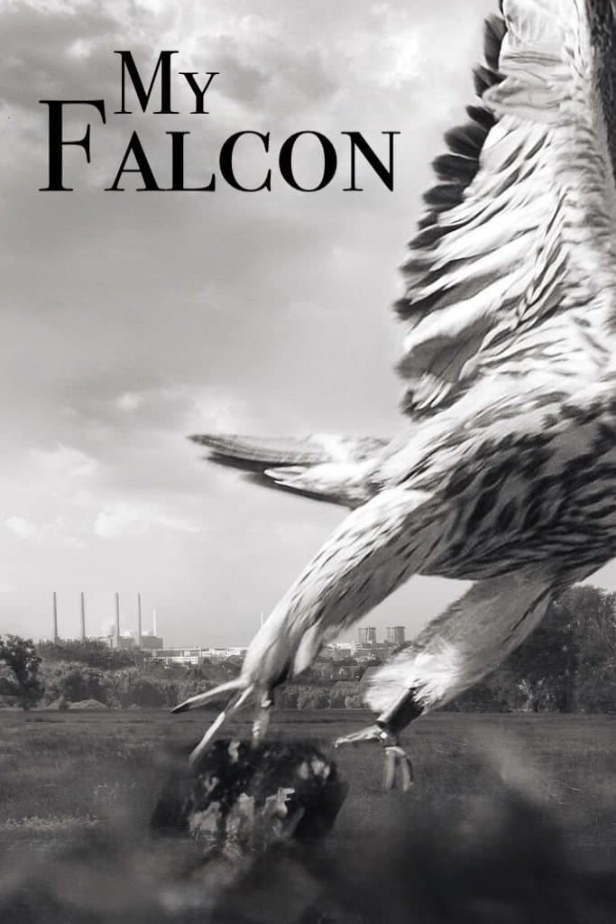 My Falcon