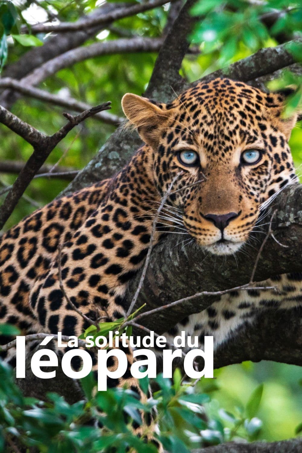 La solitude du léopard