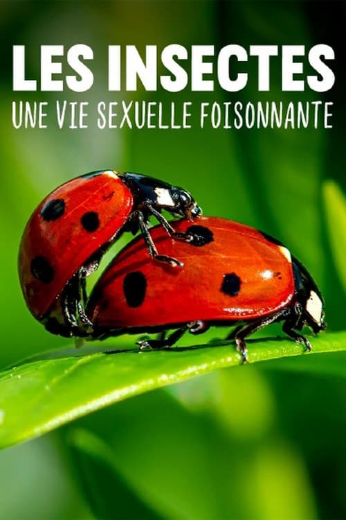 Les insectes, une vie sexuelle foisonnante