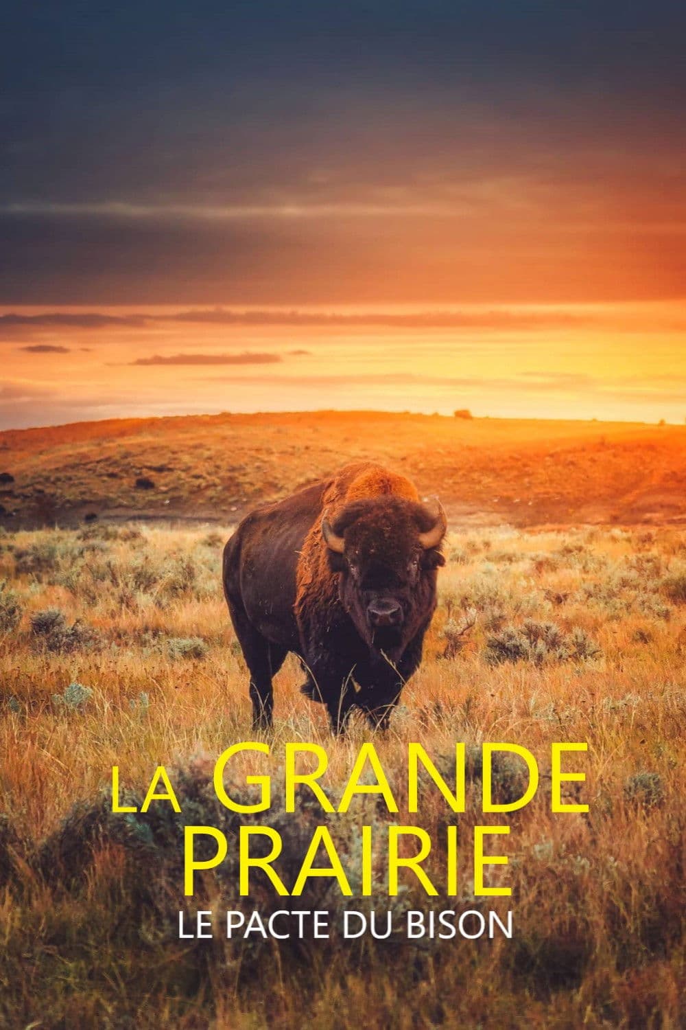 La grande prairie, le pacte du bison
